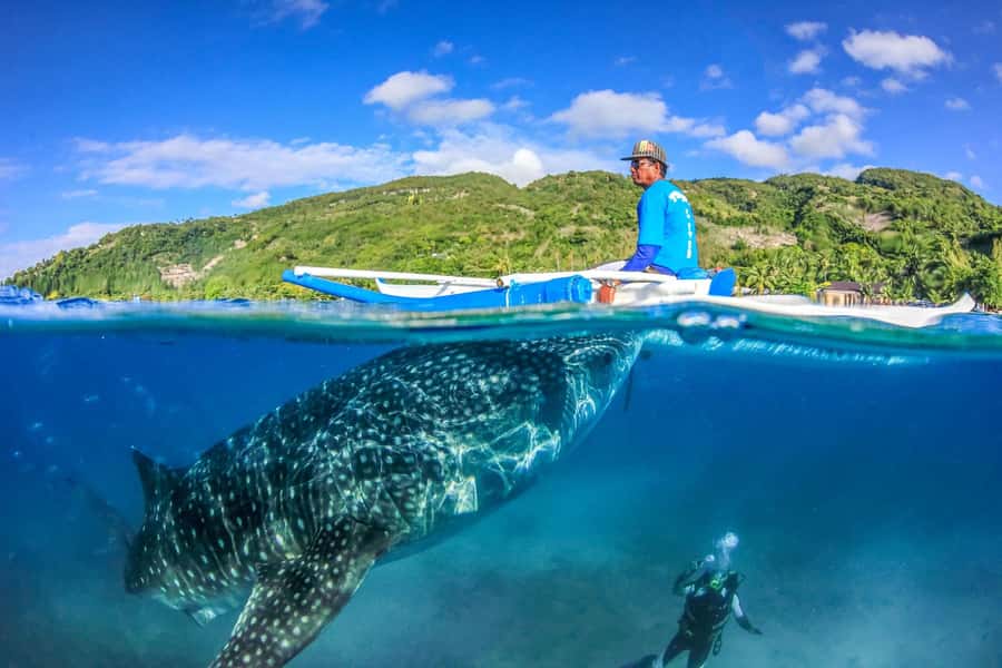 Cebu: Whale Shark, Monkey Sanctuary, & Moalboal Snorkel Tour - Feeding monkeys at the Oslob Monkey Sanctuary