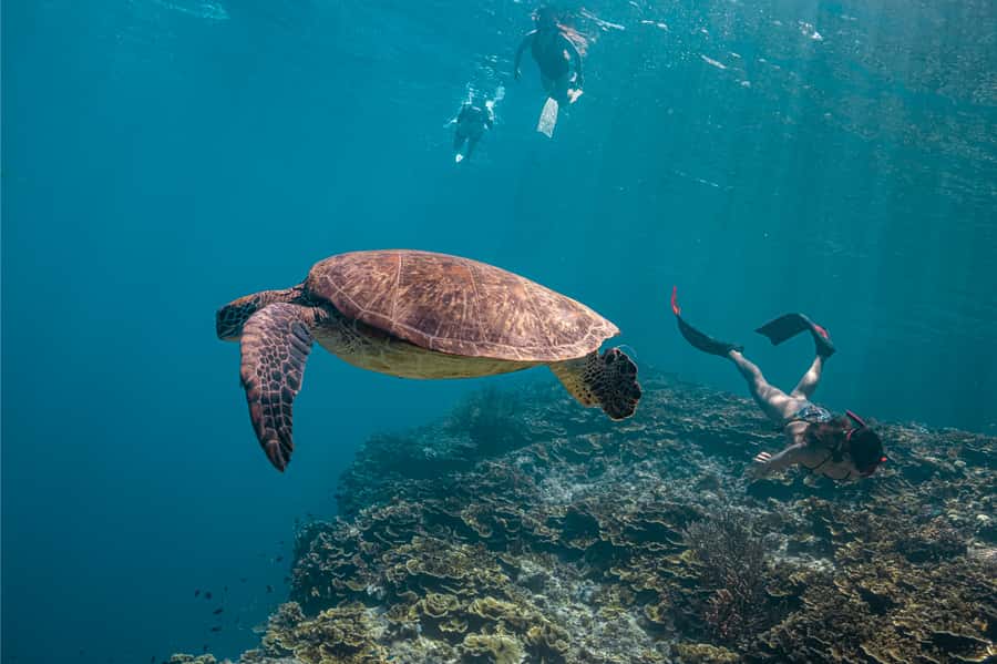 Cebu: Whale Shark, Monkey Sanctuary, & Moalboal Snorkel Tour - The three-hour road to Oslob