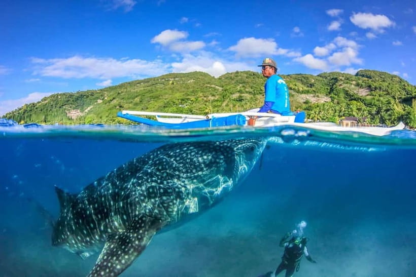 Cebu: Whale Shark, Monkey Sanctuary, & Moalboal Turtles Tour - Why this Cebu tour packs so much into one day