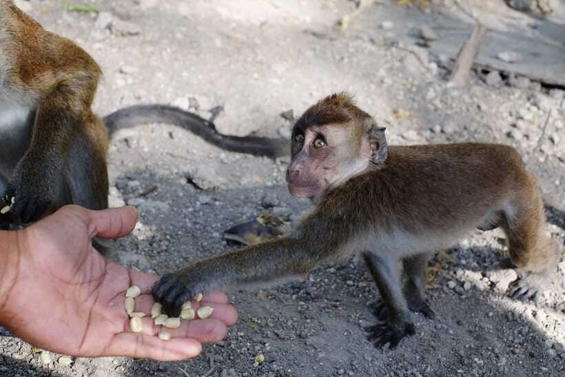 Cebu: Whale Shark, Monkey Sanctuary, & Moalboal Turtles Tour - The Oslob monkey sanctuary stop