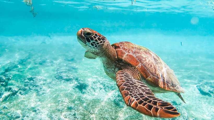 Cebu: Whale Shark, Monkey Sanctuary, & Moalboal Turtles Tour - The road to Moalboal