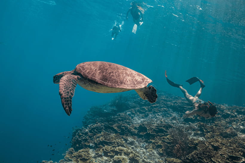 Cebu: Whale Shark, Monkey Sanctuary, & Moalboal Turtles Tour - Floating above Moalboal’s sardine run
