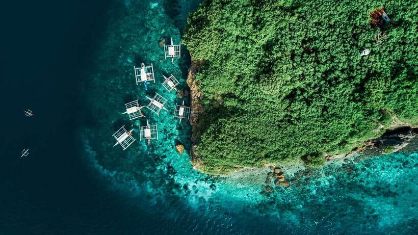 Cebu: Whale Shark, Monkey Sanctuary, & Moalboal Turtles Tour - Sea turtles in their natural setting