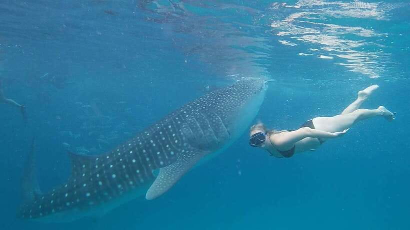 Cebu: Whale Shark, Monkey Sanctuary & Turtle Snorkeling Tour - Why this Cebu day works for first-time visitors