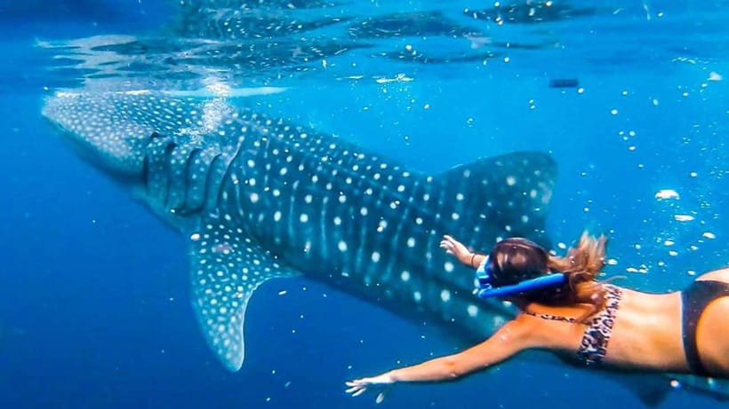 Cebu: Whale Shark, Monkey Sanctuary & Turtle Snorkeling Tour - The early road south from your Cebu hotel