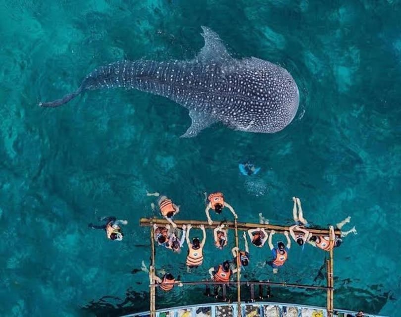 Cebu: Whale Shark, Monkey Sanctuary & Turtle Snorkeling Tour - Tumalog Falls, with a useful backup plan