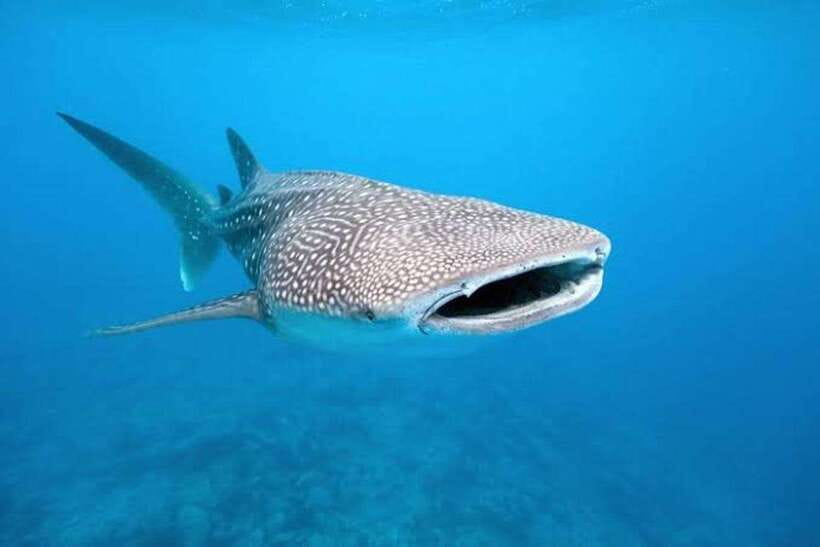Cebu: Whale Shark, Monkey Sanctuary & Turtle Snorkeling Tour - Turtle snorkeling and the Moalboal sardine run