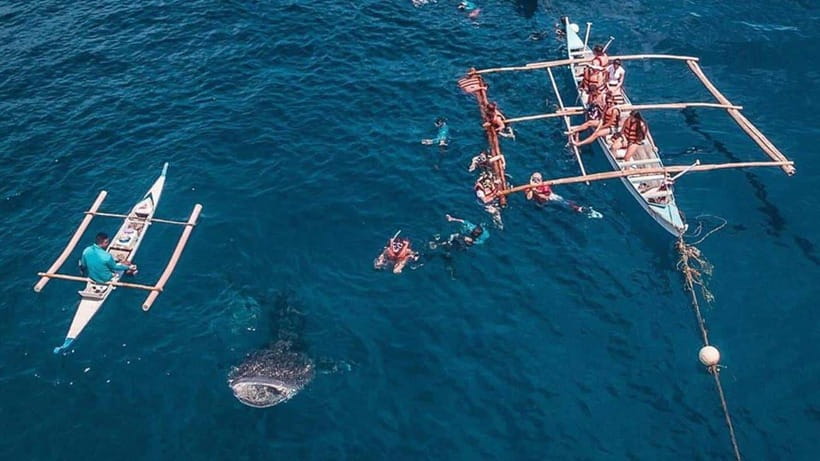 Cebu: Whale Shark, Monkey Sanctuary & Turtle Snorkeling Tour - What the private tour does and does not mean