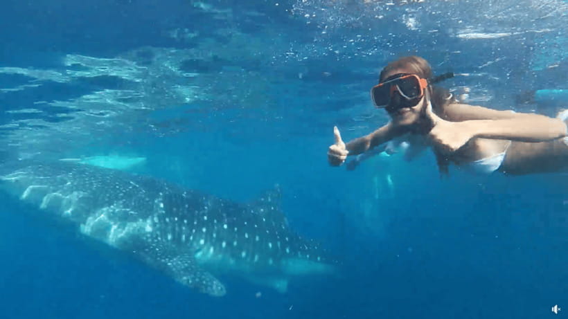 Cebu: Whale Shark Oslob and Moalboal Snorkeling Adventure - Key details before you book