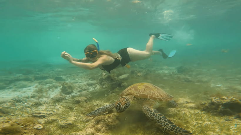 Cebu: Whale Shark Oslob and Moalboal Snorkeling Adventure - Why this Cebu tour packs in so much