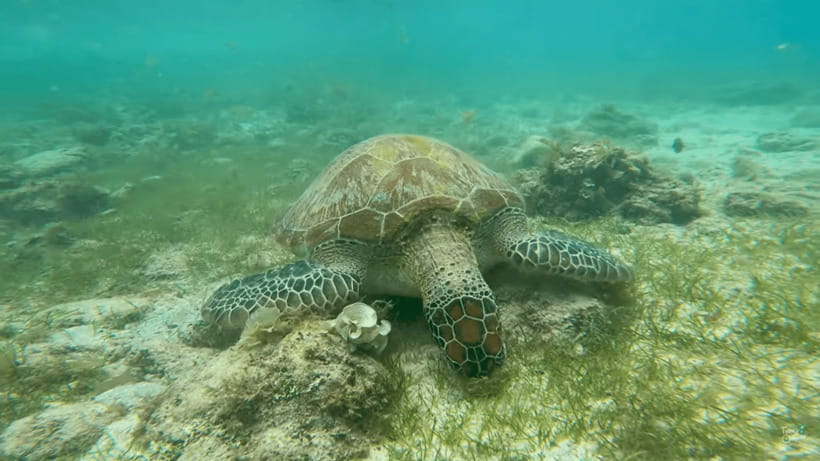 Cebu: Whale Shark Oslob and Moalboal Snorkeling Adventure - Meeting the whale sharks in Oslob