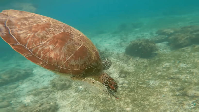 Cebu: Whale Shark Oslob and Moalboal Snorkeling Adventure - What the private transport changes