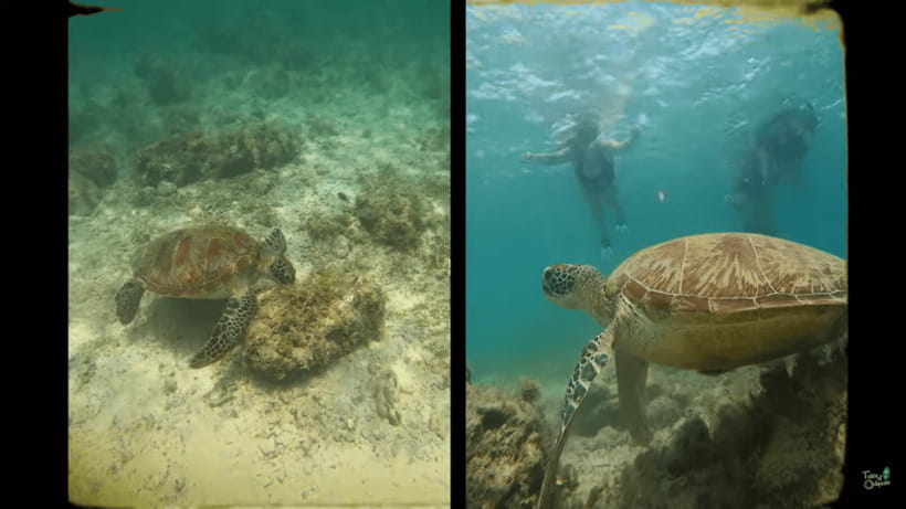 Cebu: Whale Shark Oslob and Moalboal Snorkeling Adventure - What is included, and what is not