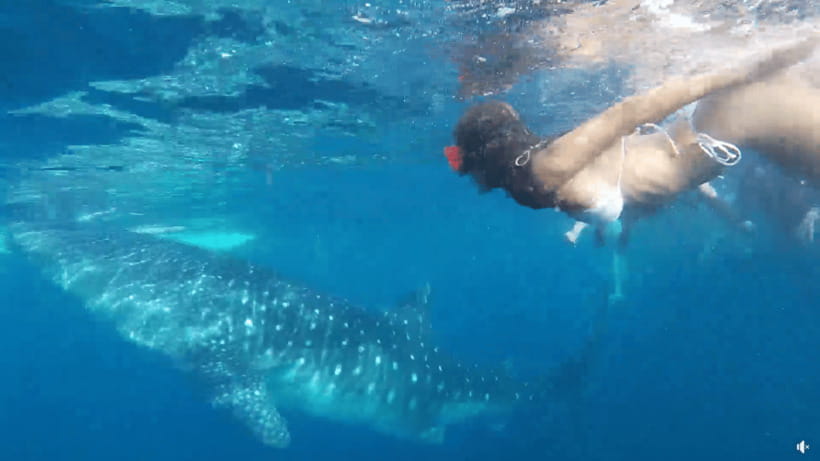 Cebu: Whale Shark Oslob and Moalboal Snorkeling Adventure - A 2 a.m. start and the road to Oslob