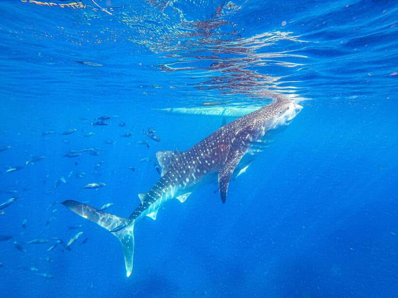 Cebu: Whale Shark Snorkeling & Kawasan Canyoning Tour - Two Cebu icons in one demanding day