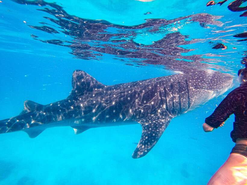 Cebu: Whale Shark Snorkeling & Kawasan Canyoning Tour - Lunch with a view of the falls