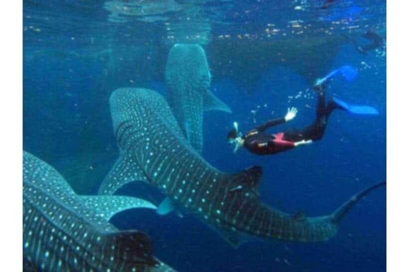 Cebu: Whale Shark Swim and Kawasan Canyoneering Group Tour - Ending At Kawasan Falls