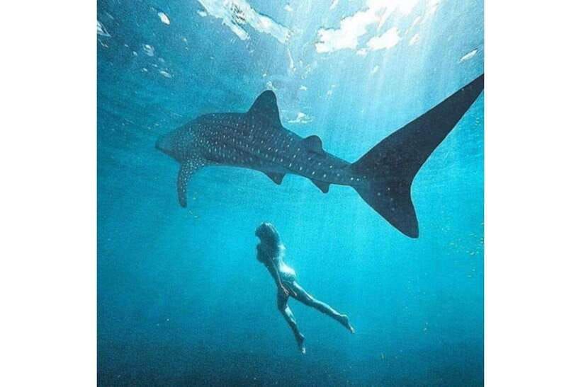 Cebu: Whale Shark Swim and Kawasan Canyoneering Group Tour - Is $106 A Fair Price?