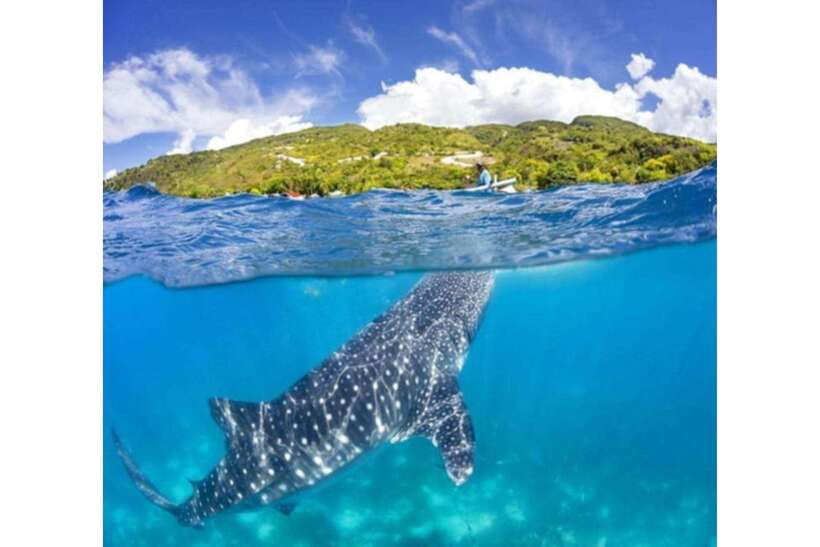 Cebu: Whale Shark Swim and Kawasan Canyoneering Group Tour - The Early Run To Oslob