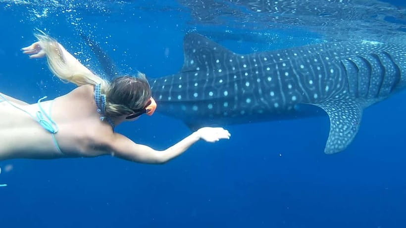 Cebu: Whale Shark Swim and Kawasan Canyoneering Tour - The 2am pickup and the road south