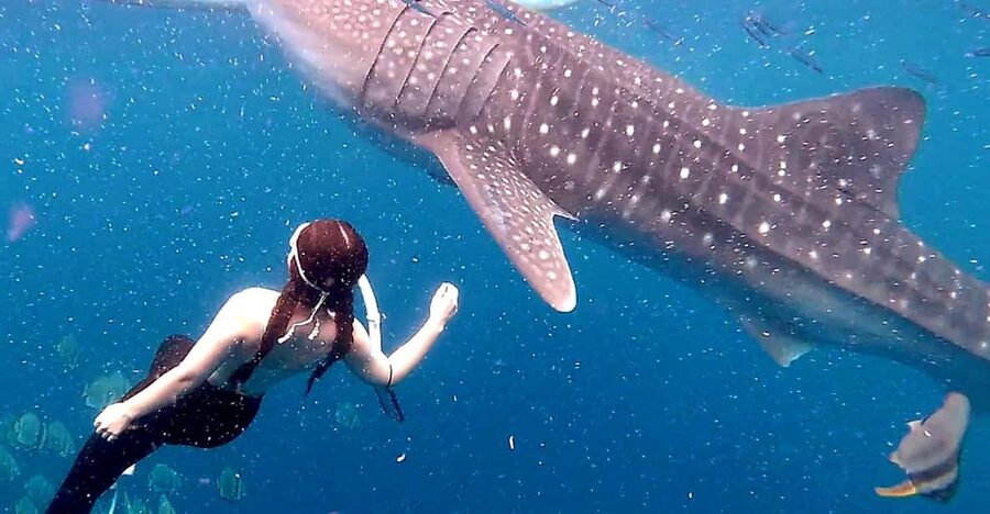 Cebu: Whale Shark Swim and Kawasan Canyoneering Tour - Badian canyoneering is the day’s main adventure