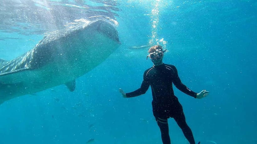 Cebu: Whale Shark Swim and Kawasan Canyoneering Tour - Lunch at Ambak Seaview Campsite