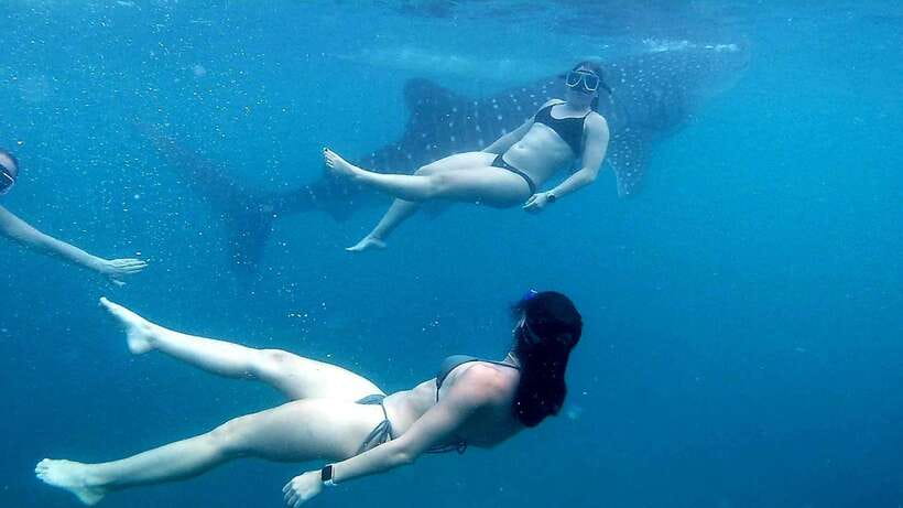 Cebu: Whale Shark Swim, Kawasan Falls & Moalboal Sardine Run - Key points to know before booking