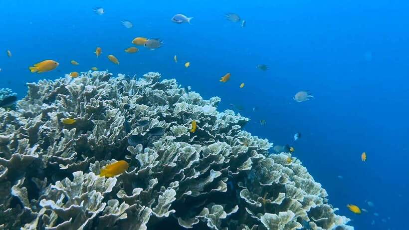 Cebu: Whale Shark Swim, Kawasan Falls & Moalboal Sardine Run - A beachside lunch at Badian