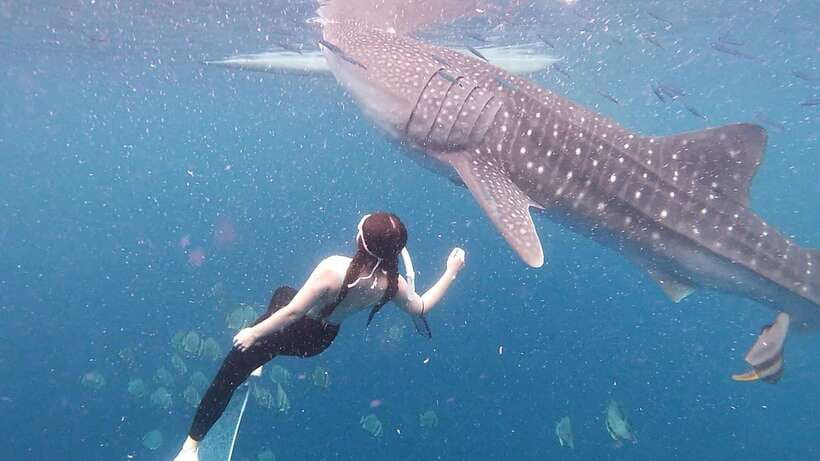 Cebu: Whale Shark Swim, Kawasan Falls & Moalboal Sardine Run - Moalboal’s sardine run and Turtle Point