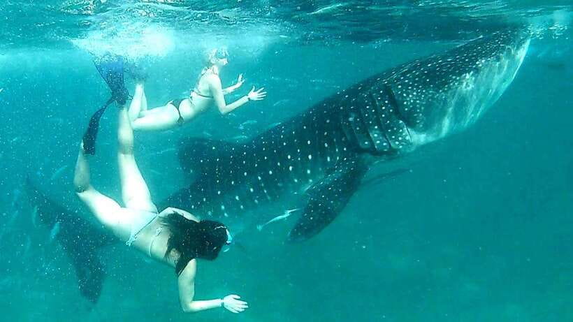 Cebu: Whale Shark Swim, Kawasan Falls & Moalboal Sardine Run - Oslob whale sharks: thrilling, crowded, and ethically complicated