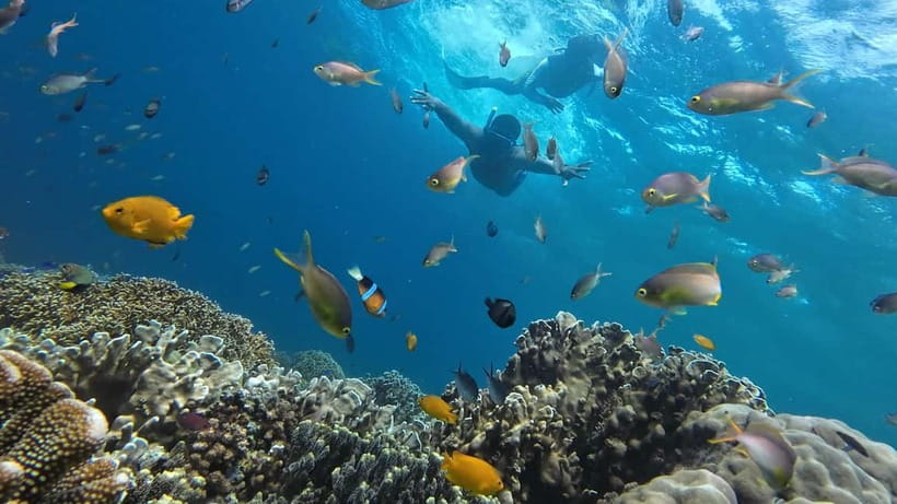 Cebu: Whale Shark Swim, Kawasan Falls & Sardine Run - Key points to know before you book