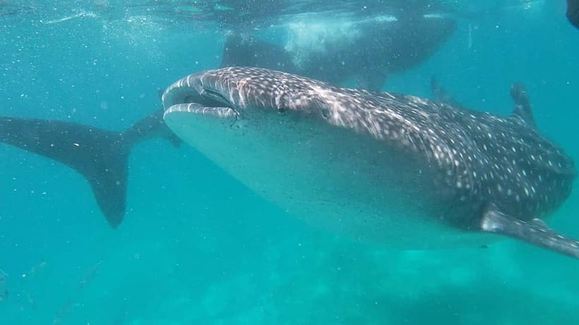 Cebu: Whale Shark Swim, Kawasan Falls & Sardine Run - Oslob before breakfast: the whale shark encounter