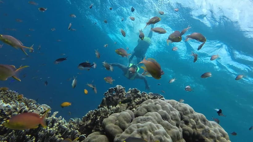 Cebu: Whale Shark Swim, Kawasan Falls & Sardine Run - Filipino lunch at the base camp