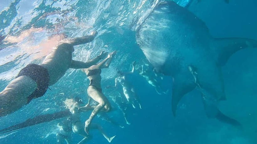 Cebu: Whale Shark Swim, Kawasan Falls & Sardine Run - Moalboal’s sardines and the search for turtles