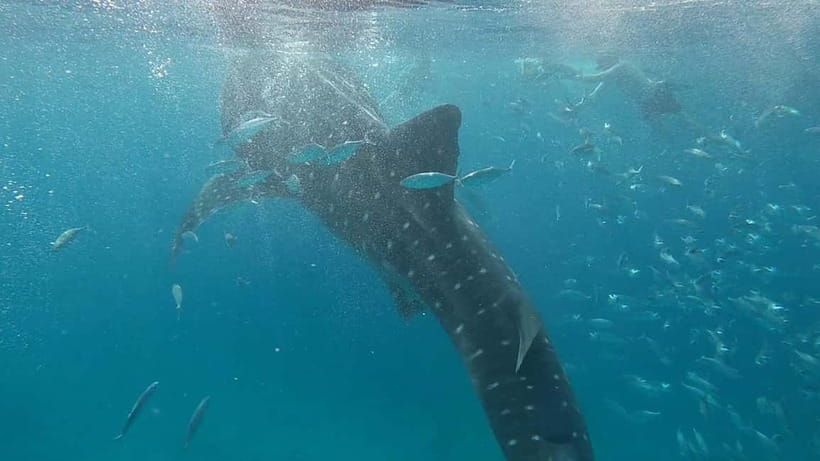 Cebu: Whale Shark Swim, Kawasan Falls & Sardine Run - What the $135 price really covers
