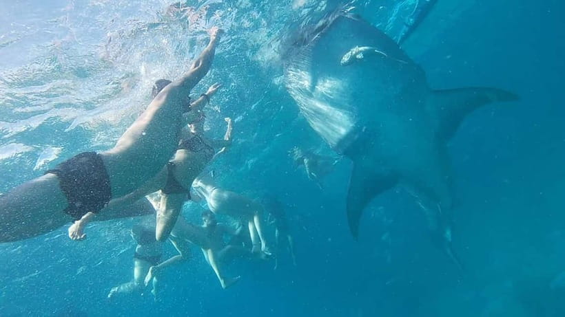 Cebu: Whale Shark Swim, Kawasan Falls & Sardine Run - What to pack for three water stops