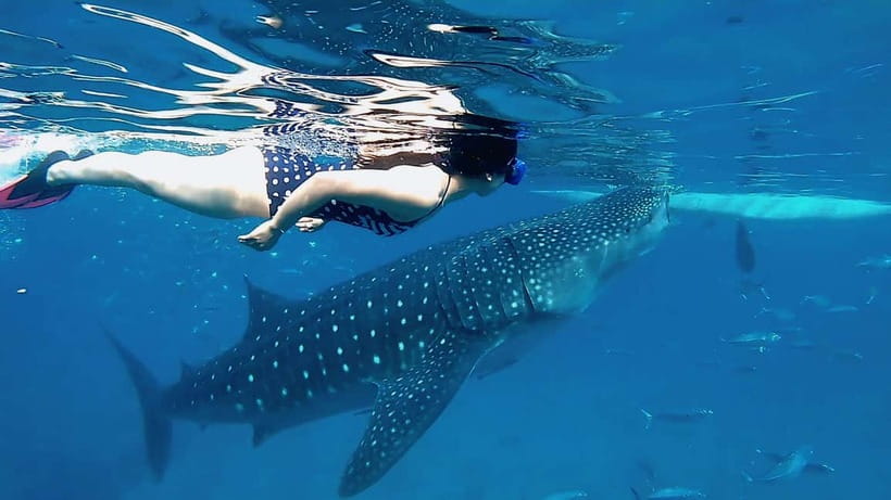 Cebu: Whale Shark Swim, Kawasan Falls & Sardine Run - Who will enjoy this Cebu day tour