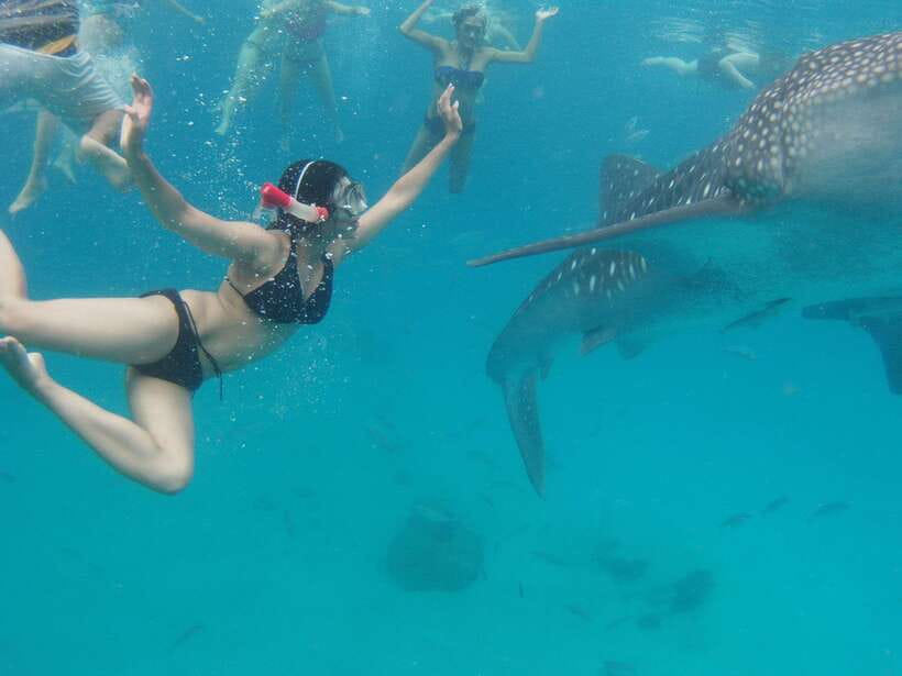 Cebu Whale Shark Swimming & Kawasan Canyoneering Group Tour - What the Oslob whale shark stop is really like
