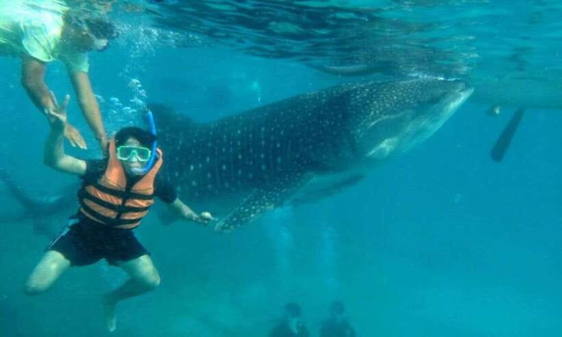 Cebu: Whale Shark Swimming, Sumilon Island and Kawasan Falls - Why this South Cebu day trip works