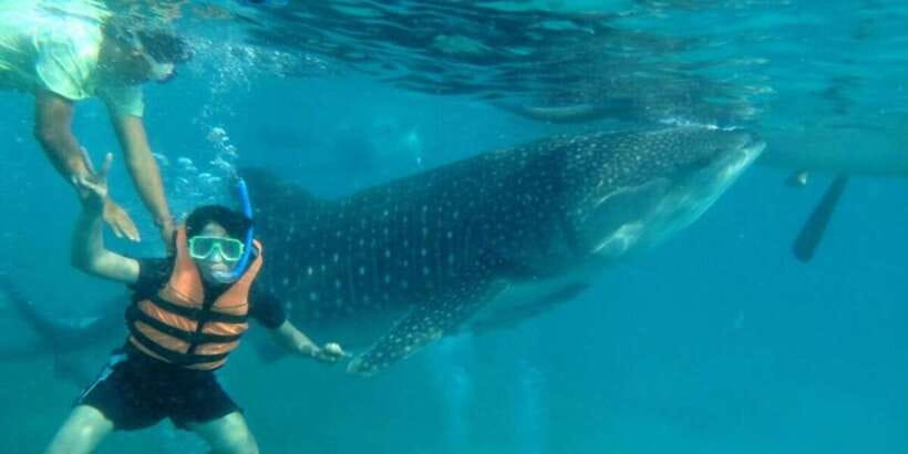 Cebu: Whale Shark Swimming, Sumilon Island and Kawasan Falls - Practical tips for making the day easier