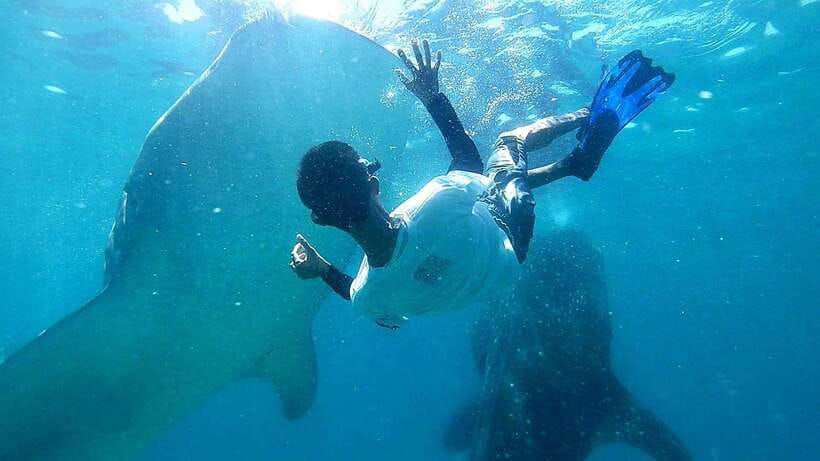 Cebu: Whale Shark, Tumalog Waterfall, and Moalboal Tour - Why this Cebu day works as a three-part adventure