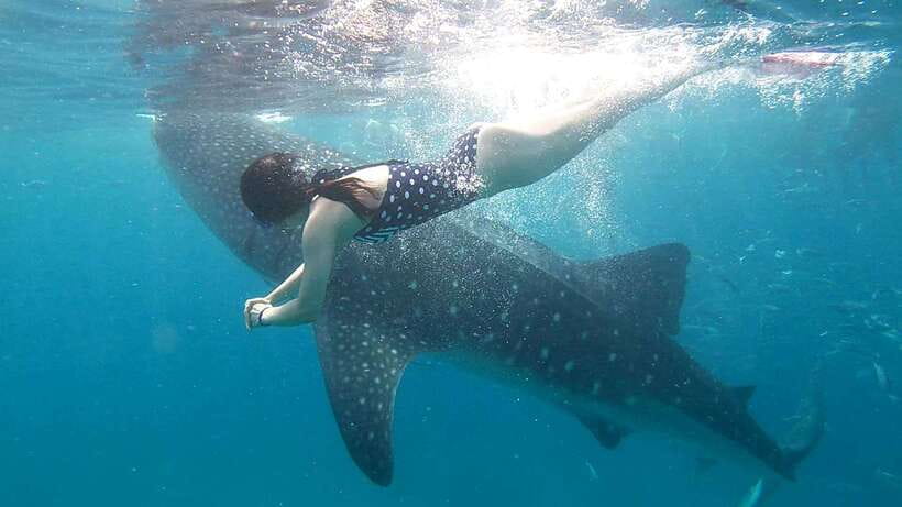 Cebu: Whale Shark, Tumalog Waterfall, and Moalboal Tour - Tumalog Falls, cool water, and a slower hour