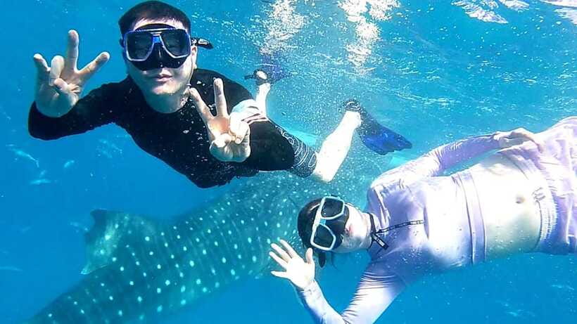 Cebu: Whale Shark, Tumalog Waterfall, and Moalboal Tour - Moalboal’s sardine run and sea turtles