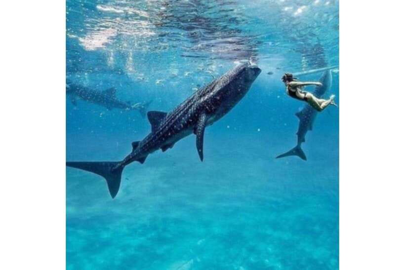 Cebu:Whale Shark, Waterfall, and Sardine Run Group Tour+Meal - Key points at a glance