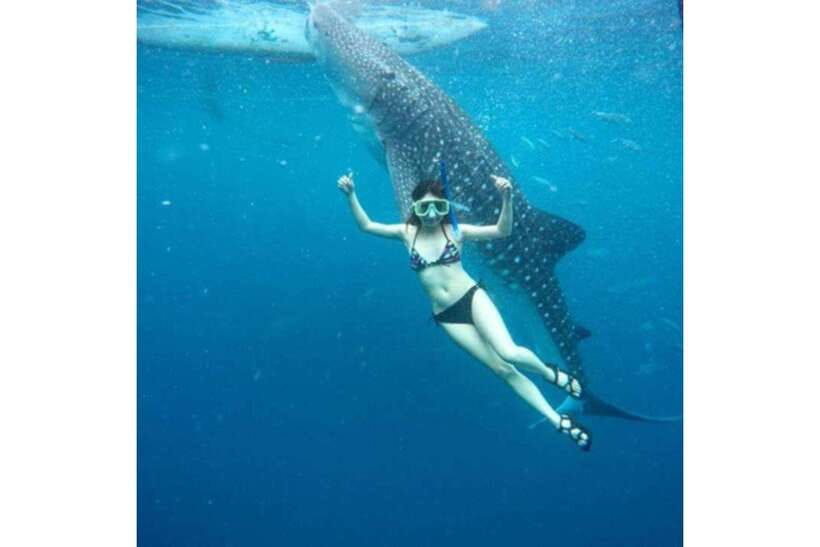 Cebu:Whale Shark, Waterfall, and Sardine Run Group Tour+Meal - What the $107 price really covers