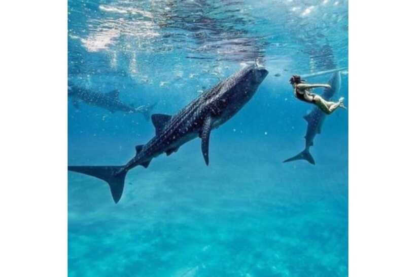 Cebu:Whale Shark, Waterfall, and Sardine Run Group Tour+Meal - Transport, pickup, and the shape of the day