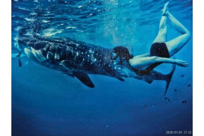 Cebu:Whale Shark, Waterfall, and Sardine Run Group Tour+Meal - Who will enjoy this tour most