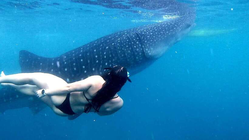 Cebu: Whale Sharks, Ka-Treasure Water Terraces & Simala Tour - What the $98 price really covers
