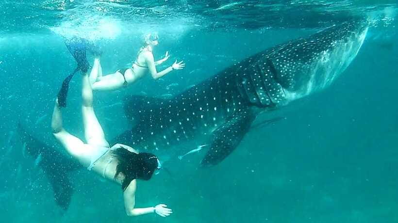 Cebu: Whale Sharks, Ka-Treasure Water Terraces & Simala Tour - Who will enjoy this Cebu day tour most