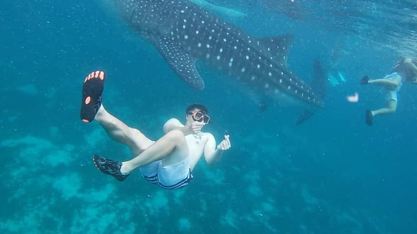 Cebu: Whale Sharks, Kawasan Falls, & Sardines Run Snorkeling - Why this Cebu combination works